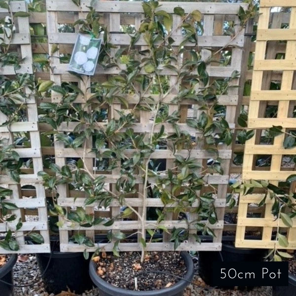 Espalier Camellia Sasanqua