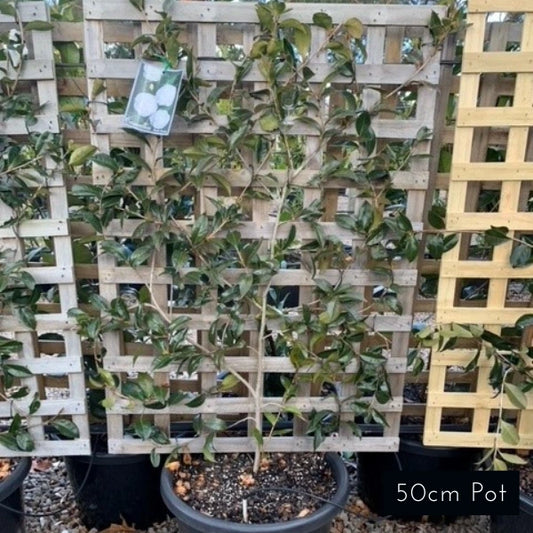 Espalier Camellia Sasanqua