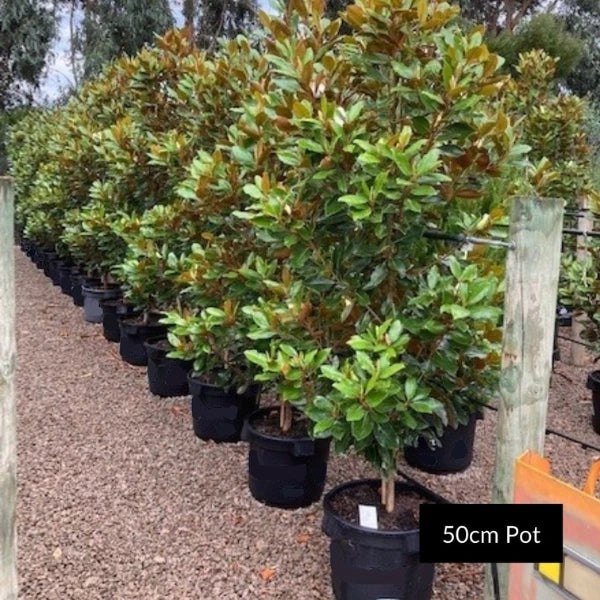 Little Gem Magnolia Grandiflora