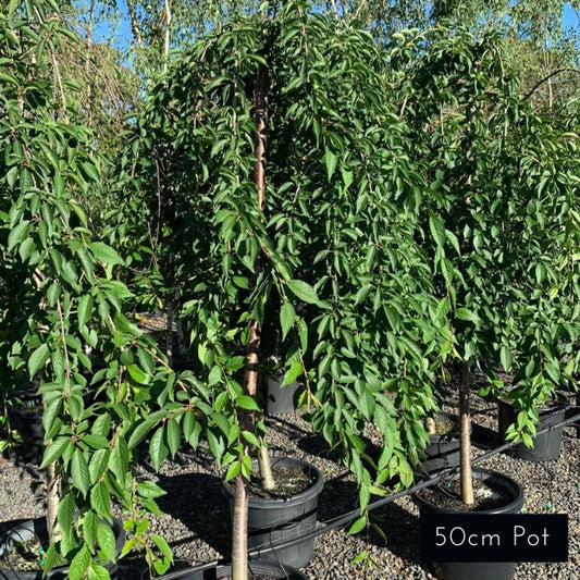 Weeping Pink Cherry Prunus Subhirtella Pendula Rosea Standard