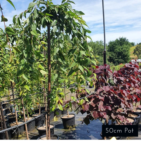 Weeping White Cherry