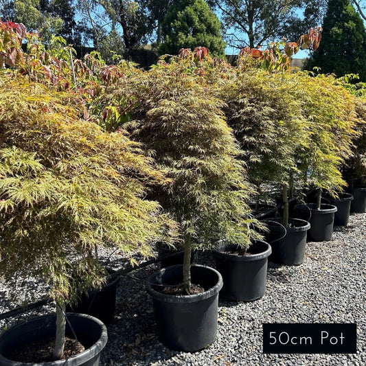 Acer Palmatum Atropurpureum Weeping