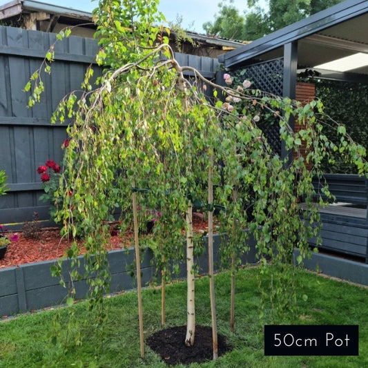 Weeping Silver Birch Betula Pendula Youngii