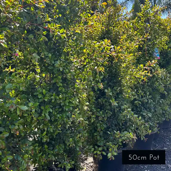 Syzygium australe ‘Backyard Bliss’ Lilly Pilly – compact, fast-growing evergreen hedge with glossy green leaves and soft new growth, perfect for low-maintenance privacy planting.