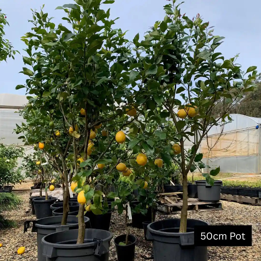 Lemon tree (Citrus limon) growing in a garden bed with glossy green foliage and ripe yellow fruit, ideal for home gardens and large planter pots.