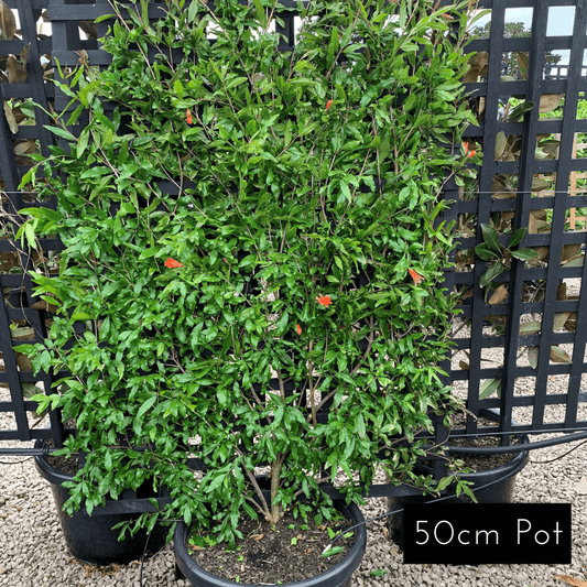Pomegranate Espalier