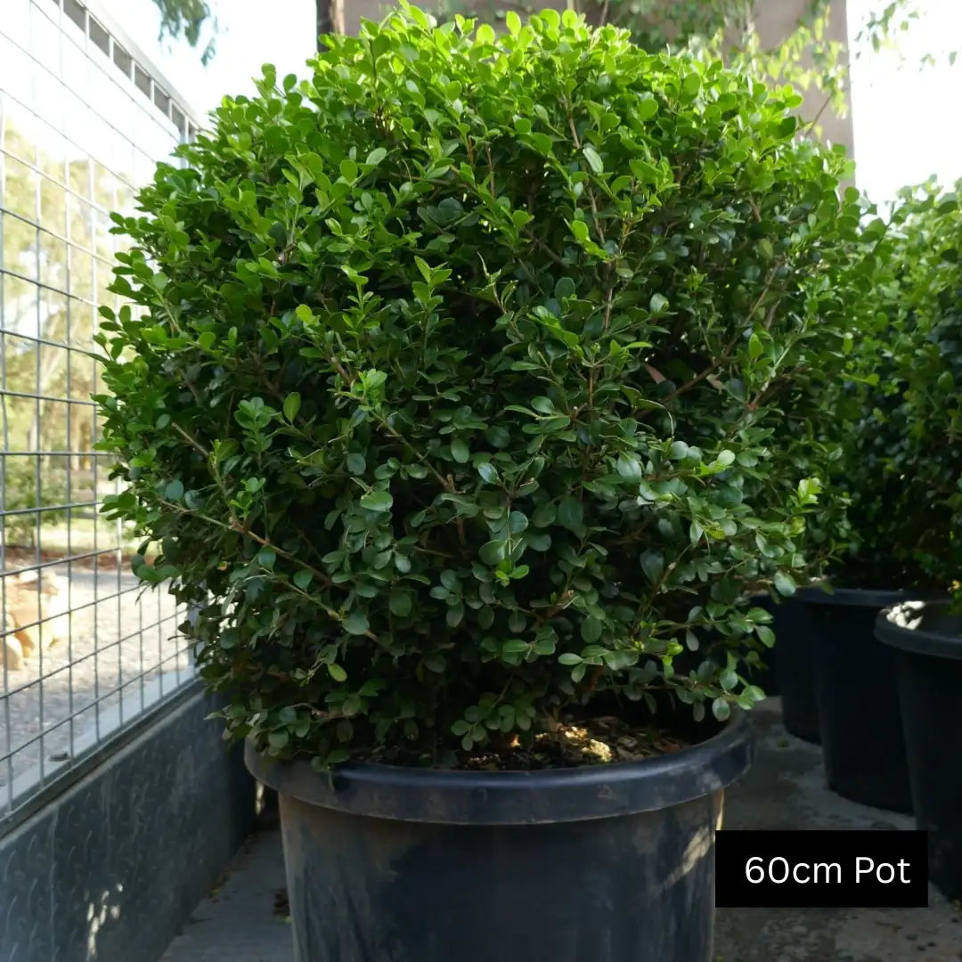 Buxus microphylla japonica Japanese box ball with compact evergreen growth, pruned into a classic sphere suitable for contemporary or traditional landscapes.