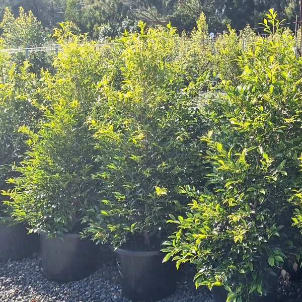 Fast growing Australian Native Lilly Pilly acmena smithii Sublime, creates low maintenance evergreen screening and hedging.