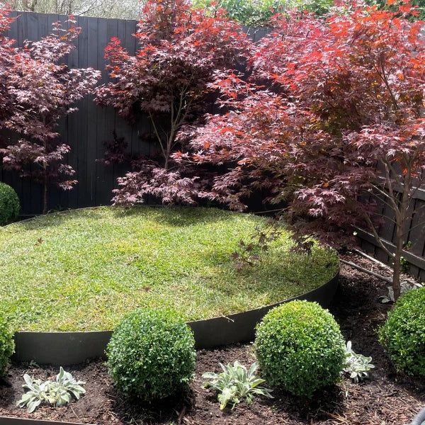Atropurpureum Acer Palmatum, upright Japanese maple with rich burgundy foliage, perfect as a feature tree in Melbourne gardens.