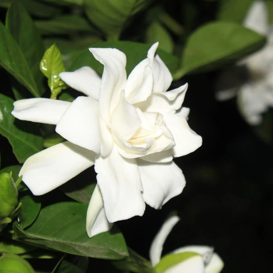 Gardenia Augusta Florida