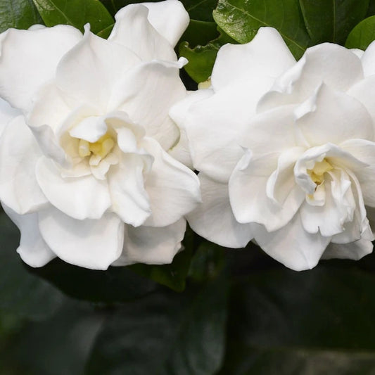 Gardenia Augusta Magnifica