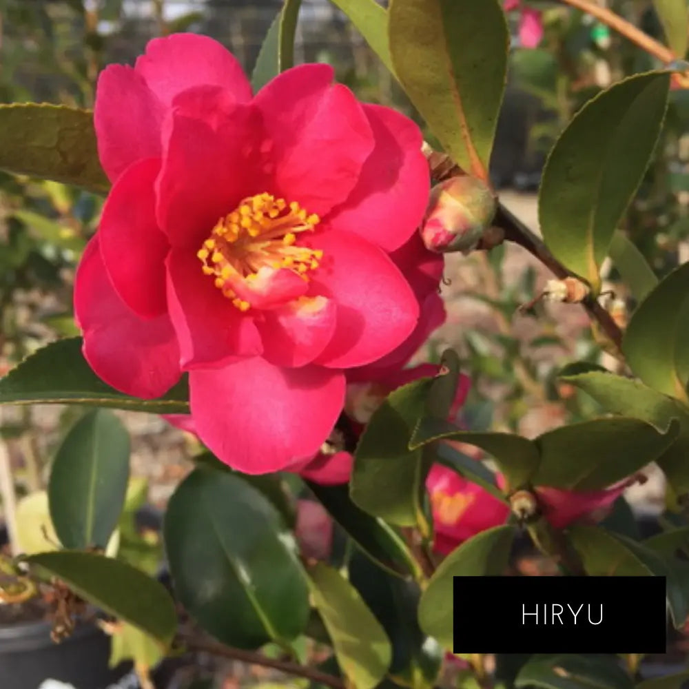 Espalier Camellia Sasanqua