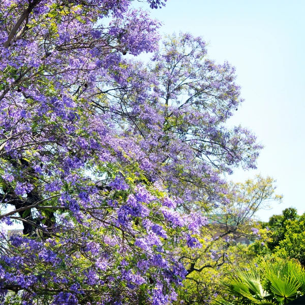 Jacaranda mimosifolia with soft purple flowers, popular for Melbourne heritage homes and urban street planting.