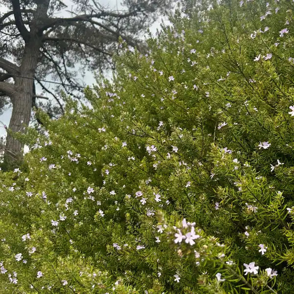 Westringia fruticosa Native Rosemary shrub with narrow aromatic leaves, white to pale lilac flowers, hardy, coastal tolerant, grows 1–2 m high and wide, ideal for hedges and borders.