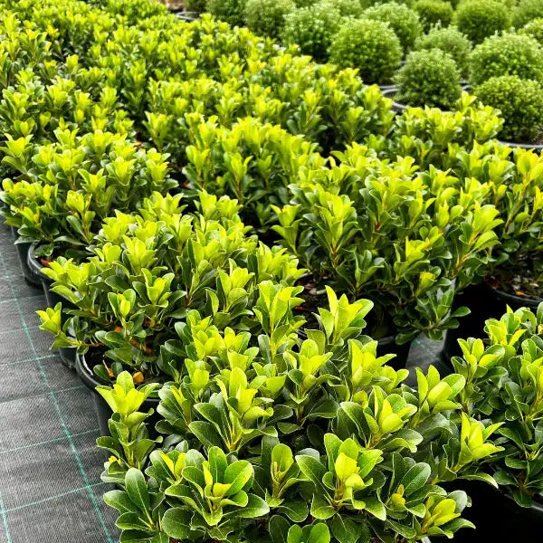 Evergreen flowering shrub, ideal for underplanting and garden layering, delivered by Impressive Plants.
