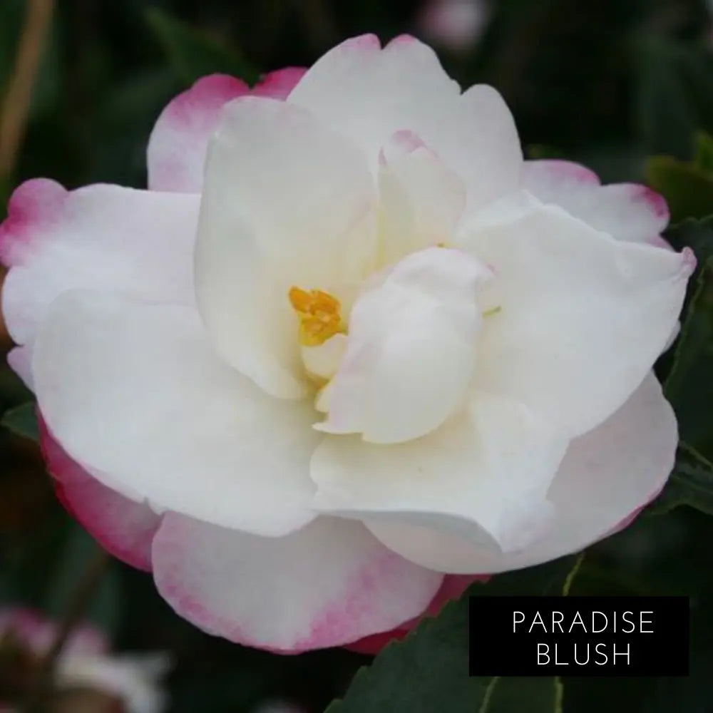 Espalier Camellia Sasanqua