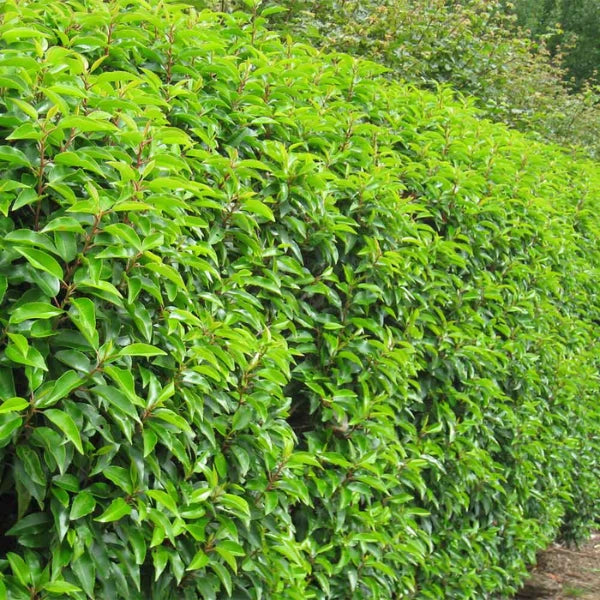 Portuguese Laurel (Prunus lusitanica), one of Melbourne’s most popular evergreen screening plants. Also suitable for pleaching and formal hedging.