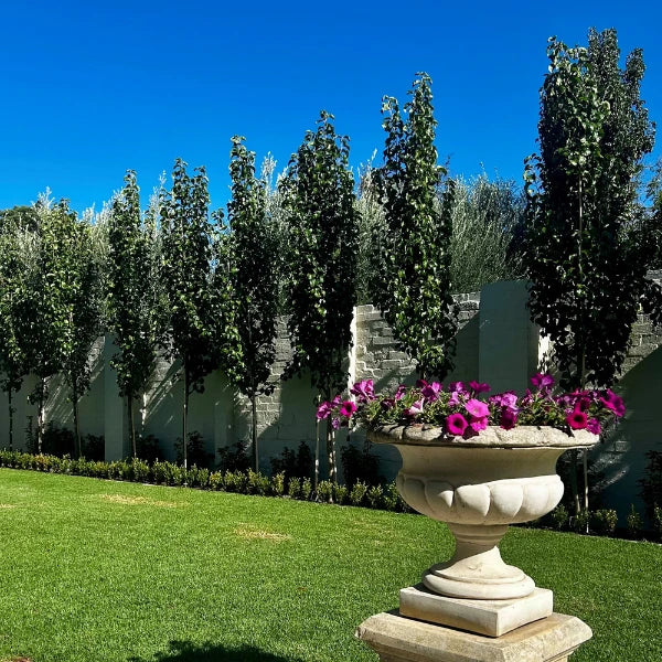 Pyrus calleryana ‘Capital’, a narrow ornamental pear ideal for formal plantings, street trees and compact spaces in Melbourne gardens. Features spectacular autumn foliage colour change.