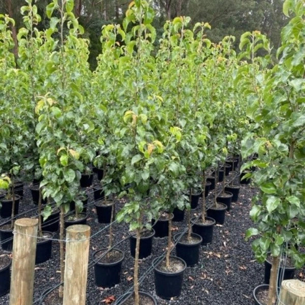 Ideal for narrow spaces, layered garden design and avenue planting, Capital Pear offer seasonal interest with spectacular Autumn foliage. Ideal for narrow spaces.