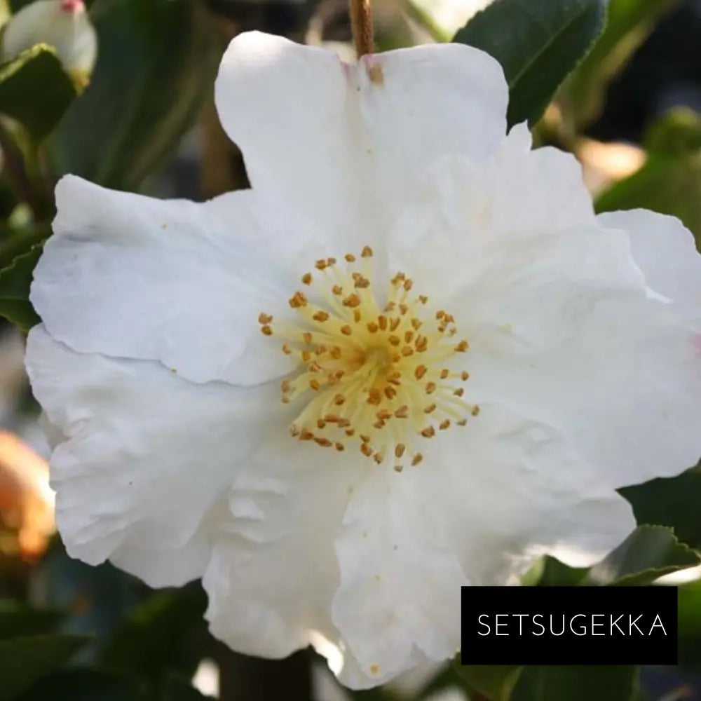 Espalier Camellia Sasanqua