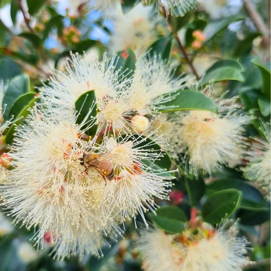 Syzygium australe 'Resilience' features clusters of fluffy white flowers during summer followed by small berries. Hardy and low maintenance Australian native for evergreen screening and hedging.