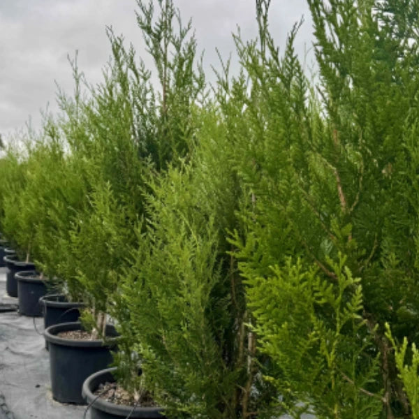 Thuja plicata ‘Fastigiata’ (Upright Western Red Cedar) – tall, narrow evergreen conifer with dense green foliage, ideal for tight screening or formal hedging.