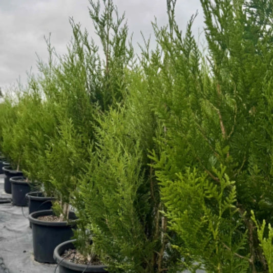 Thuja plicata ‘Fastigiata’ (Upright Western Red Cedar) – tall, narrow evergreen conifer with dense green foliage, ideal for tight screening or formal hedging.