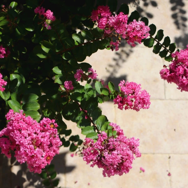 Lagerstroemia indica ‘Tuscarora’ Crepe Myrtle, a deciduous feature tree with vibrant coral-pink flowers, ideal for Melbourne gardens and street planting.