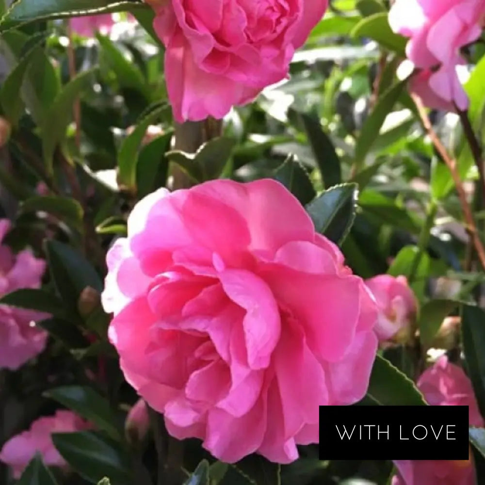 Espalier Camellia Sasanqua