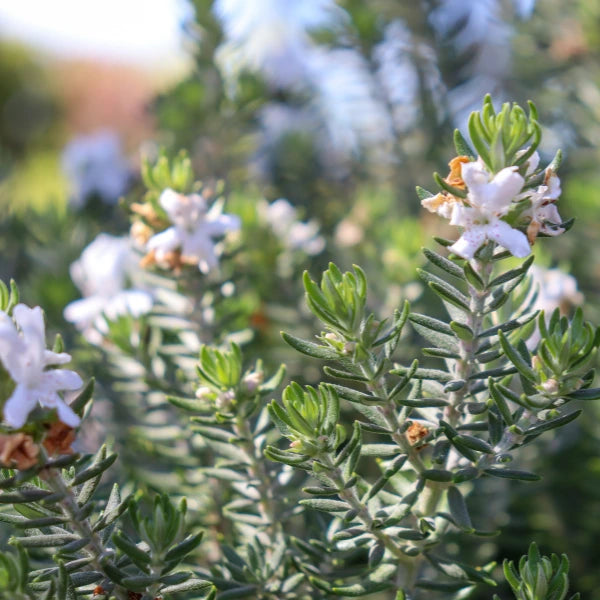 Westringia fruticosa, hardy Australian native shrub with grey-green foliage and pale mauve flowers. Perfect for low-maintenance hedging and coastal gardens.