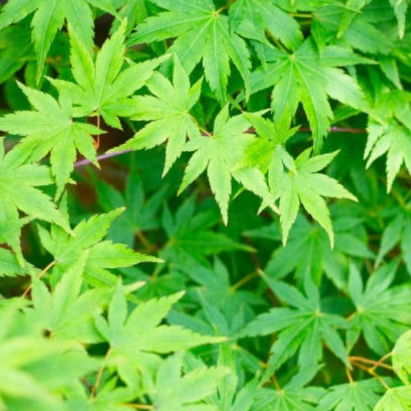 Acer Palmatum