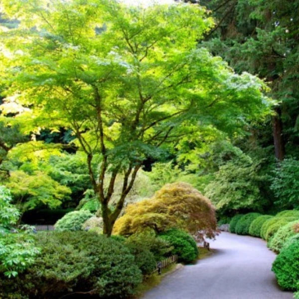 Acer Palmatum