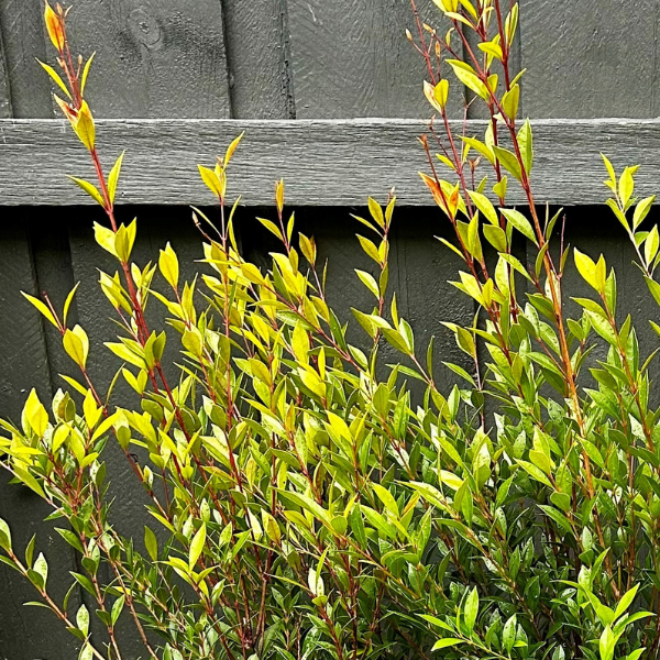 Acmena smithii 'Minor' Lilly Pilly – compact Australian native, low-maintenance evergreen ideal for hedging, pots, and small garden spaces.