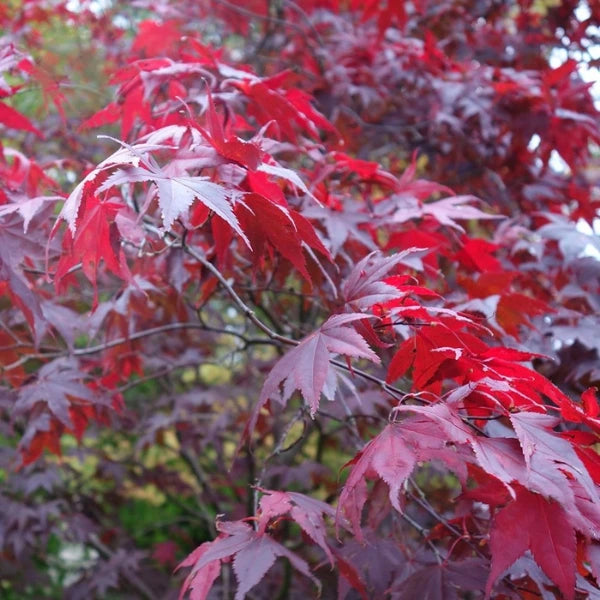 Atropurpureum Upright