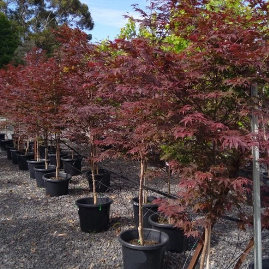 One of our most spectacular Japanese Maples, Acer Atropurpureum features layers of bronze and purple foliage, Enjoy seasonal colour change with striking red autumn tones.