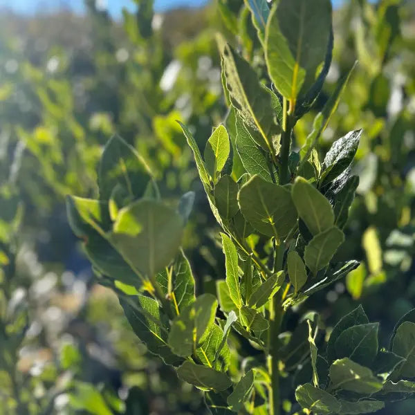 Bay Tree