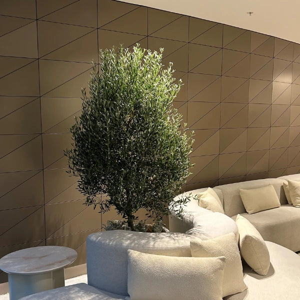Olive Bambalina, a compact dwarf olive ideal for planter pots, small-scale screening and poolside planting. Hardy, evergreen and easy-care.