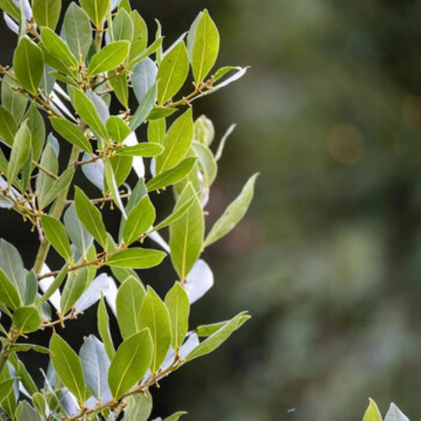 Bay Tree Laurus Nobilis Standard