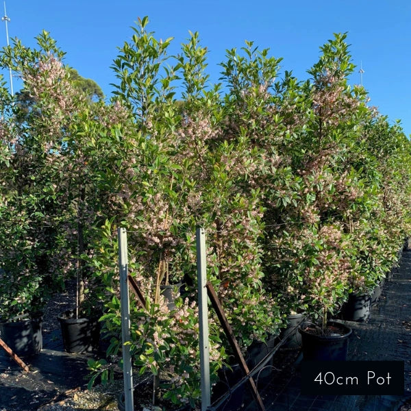 Blueberry Ash