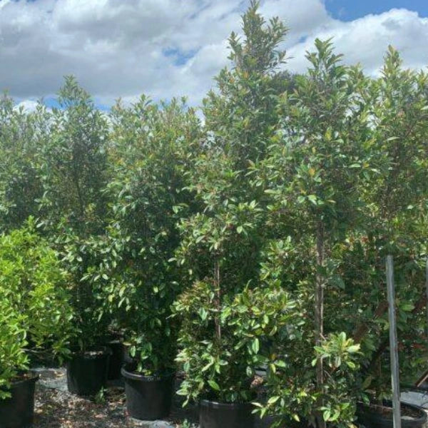 Blueberry Ash (Elaeocarpus reticulatus) – elegant native evergreen with fine foliage, pink fringed flowers, and blue berries, ideal for screening or feature planting.