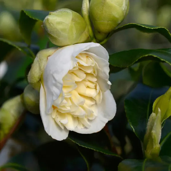 Camellia japonica ‘Brushfields Yellow’ – evergreen shrub with glossy dark green foliage and creamy white to soft yellow double flowers, perfect for shaded gardens or feature planting.