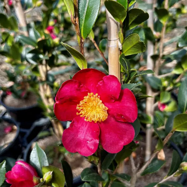 Camellia sasanqua ‘Yuletide’ evergreen camellia shrub with glossy green foliage and striking red flowers with golden centres, ideal for hedging or pots.