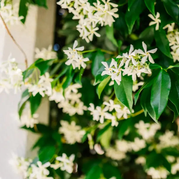 Trachelospermum jasminoides (Chinese Star Jasmine), popular evergreen climbing plant with fragrant white flowers, hardy and easy to grow.