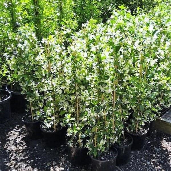 Trachelospermum jasminoides (Chinese Star Jasmine) – evergreen climber with glossy green leaves and fragrant white star-shaped flowers.