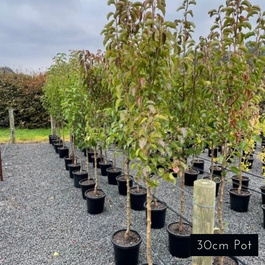 Cleveland Select Pyrus Calleryana