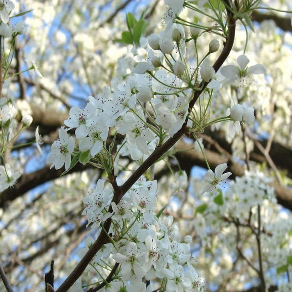 Cleveland Select Pyrus Calleryana