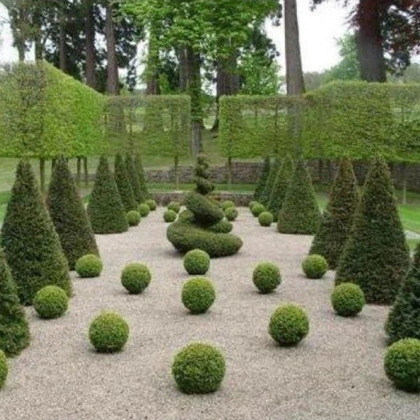 English Box Topiary Cone