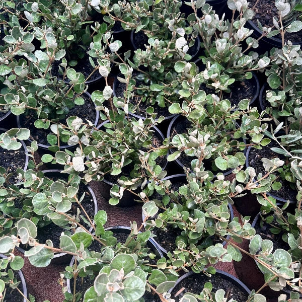 Popular and versatile Australian Native, Correa Alba is ideal for low maintenance Native and coastal garden designs. Suitable for both in ground planting, planter pots and shaped topiary.