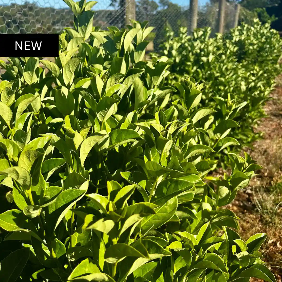 Viburnum odoratissimum ‘Dense Fence’ (Dense Fence Viburnum) evergreen screening hedge with glossy green foliage, compact growth and ideal for privacy planting.