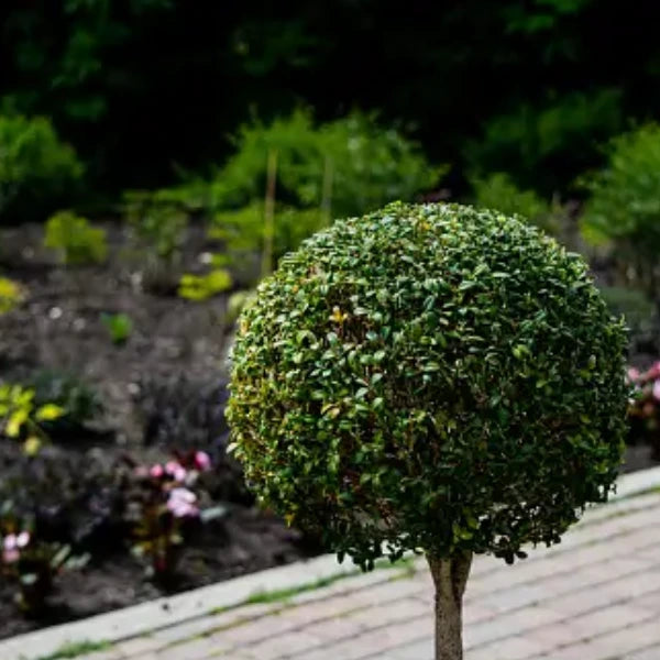 English Box Buxus Sempervirens Standards